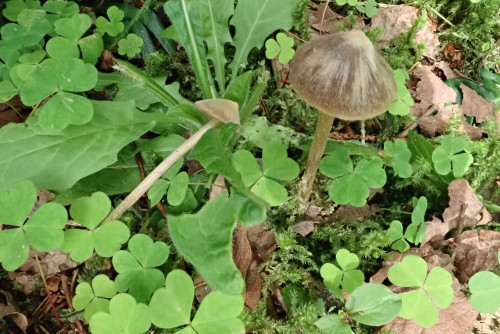 Entoloma hebes (1).JPG