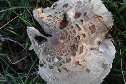 Macrolepiota permixta (1).JPG