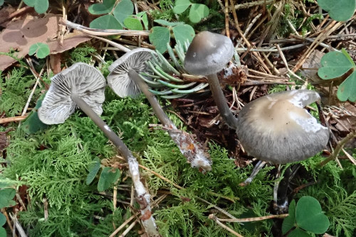 Tephrocybe rancida (3).JPG