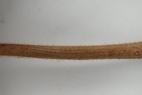 Xerula melanotricha (3).JPG