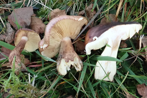 Tricholoma fulvum (3).JPG