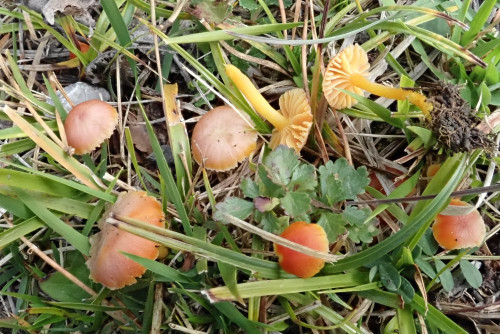 Hygrocybe insipida (1).JPG