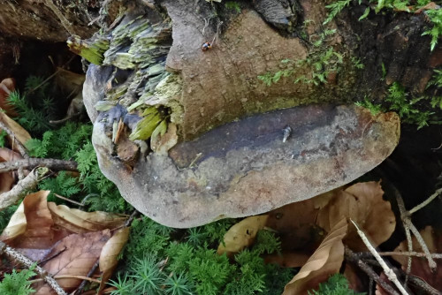 Phellinus hartigii (1).JPG