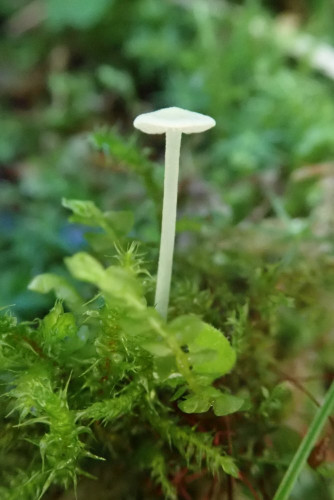 Entoloma (1).JPG