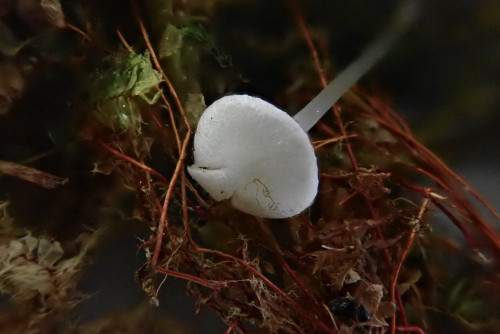 Entoloma (3).JPG