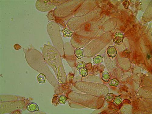 Entoloma weiß_100_4.jpg