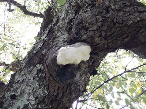 Aurantiporus fissilis (1).png