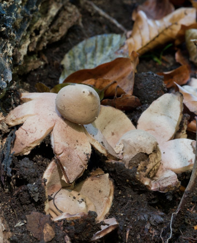 Geastrum rufescens 1.jpg