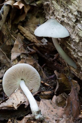 Pluteus salicinus 1b.jpg