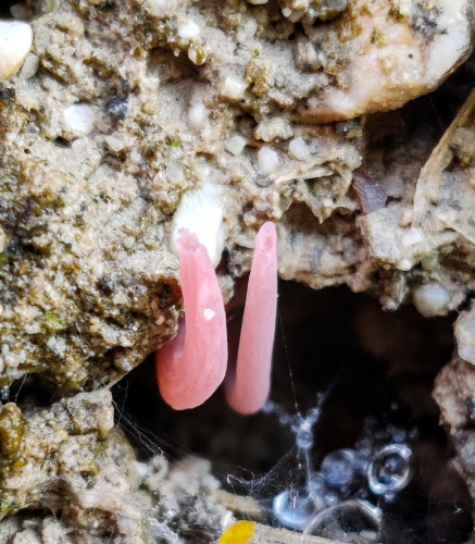 Clavaria rosea 1.jpg