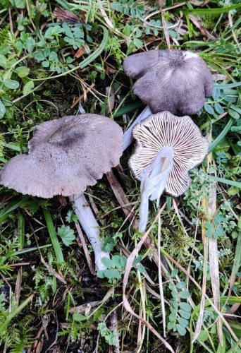 Entocybe cf nitida.jpg