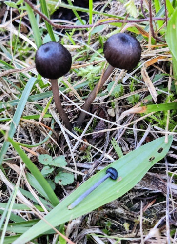 Entoloma schwarz 1.jpg