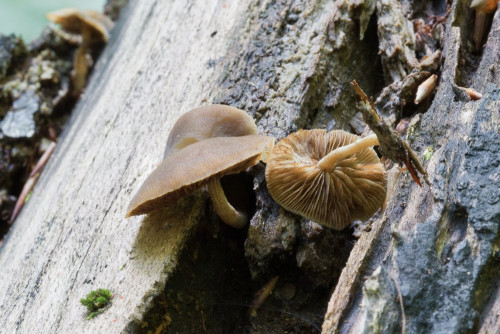 Simocybe sp cf 1b-2.jpg