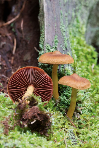 Cortinariaceae_Cortinarius semisanguineus cf 1b.jpg