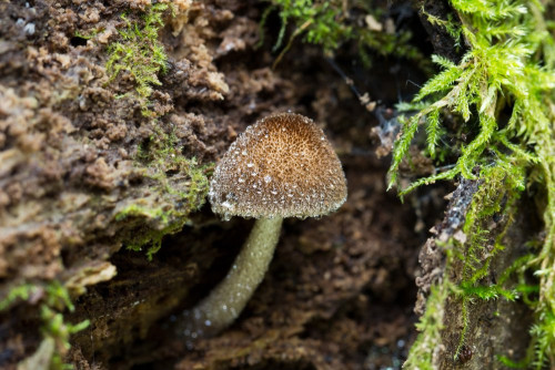 Tubariaceae_Flammulaster muricatus.jpg