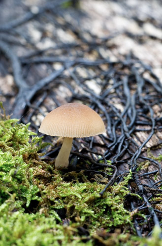 Pluteaceae_Pluteus plautus 1f2-2.jpg