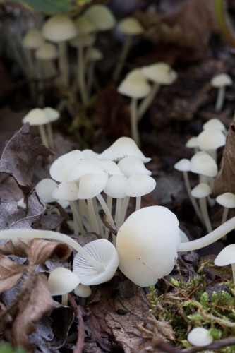 Hemimycena sp 1b-3.jpg