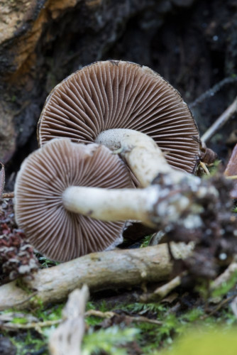 Psathyrellaceae_Psathyrella sylvestris cf 1b-2.jpg