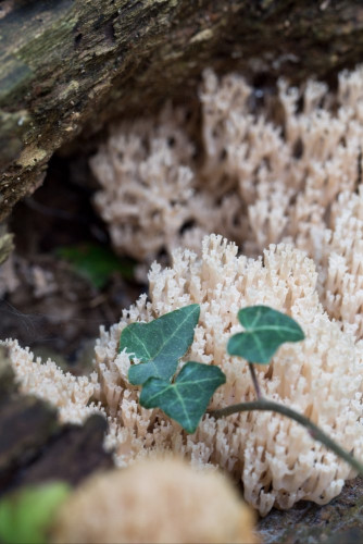 Clavicoroniaceae_Artomyces pyxidatus 1-2.jpg