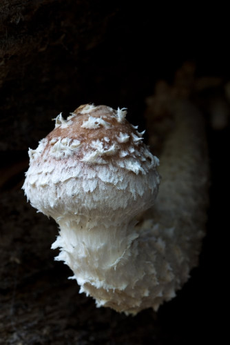 Hemipholiota populnea 1-2.jpg