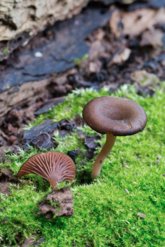 Hygrophoraceae_Arrhenia discorosea 1c-2.jpg