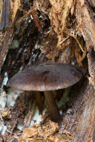 Pluteaceae_Pluteus atromarginatus 1b-2.jpg