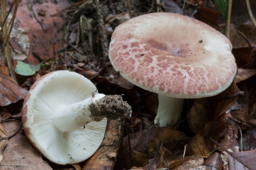 Russulaceae_Russula vesca 1-2.jpg