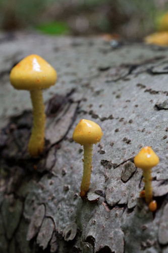 Strophariaceae_Pholiota adiposa 1c-2.jpg