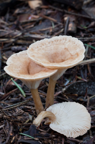 Tricholomataceae_Clitocybe costata 1-2.jpg