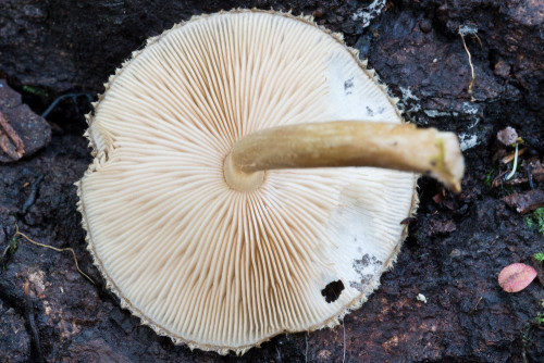 Pluteaceae_Pluteus umbrosus cf 1c-2.jpg