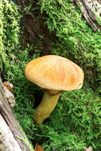 Hymenogastraceae_Gymnopilus junonius 1-2.jpg