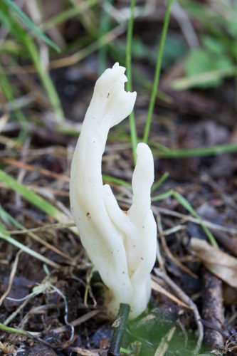 Hydnaceae_Clavulina rugosa 1b-2.jpg