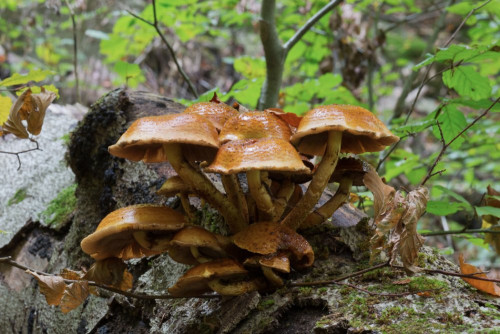 Strophariaceae_Pholiota squarrosoides 4-2.jpg