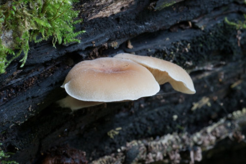 Tricholomataceae_Clitocybe diatreta 1-2.jpg