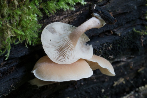 Tricholomataceae_Clitocybe diatreta 1b-2.jpg