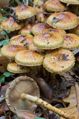 Strophariaceae_Pholiota jahnii 1b-2.jpg