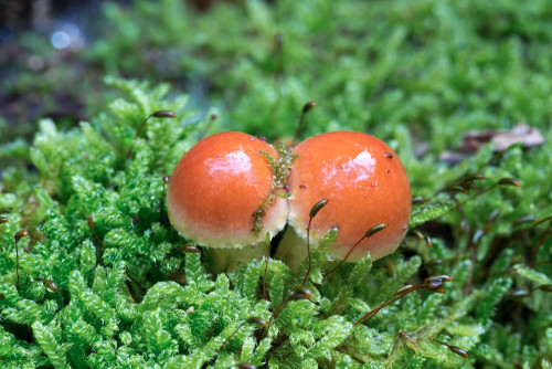 Strophariaceae_Hypholoma lateritium 1d_-2.jpg