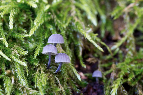 Tricholomataceae_Mycena pseudocorticola 1-2.jpg