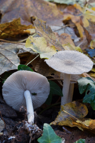 Coprinaceae_Coprinopsis melanthina 1b-2.jpg