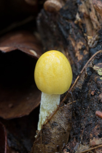 Bolbitiaceae_Bolbitius titubans 1b-4.jpg