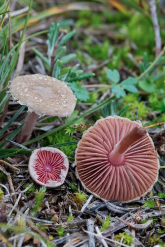 Agaricaceae_Melanophyllum haematospermum 1d-2.jpg