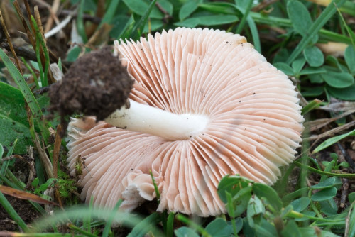 Pluteaceae_Volvariella pusilla 1b-2.jpg