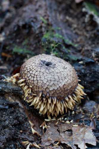 Lycoperdaceae_Lycoperdon echinatum 1b-2.jpg