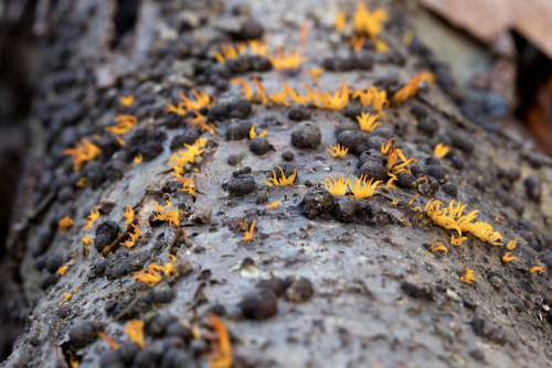 Dacromycetaceae_Calocera cornea 1b-2.jpg