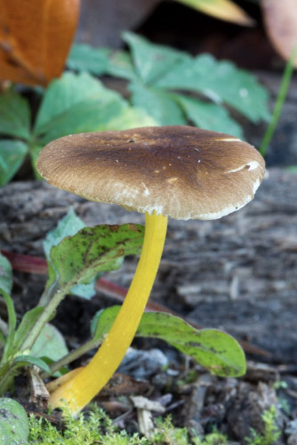 Pluteaceae_Pluteus romellii 1b-2.jpg