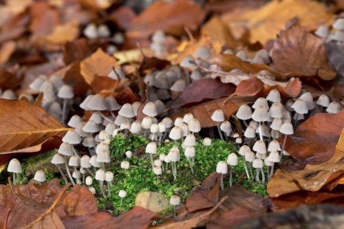 Coprinaceae_Coprinellus disseminatus 2-2.jpg