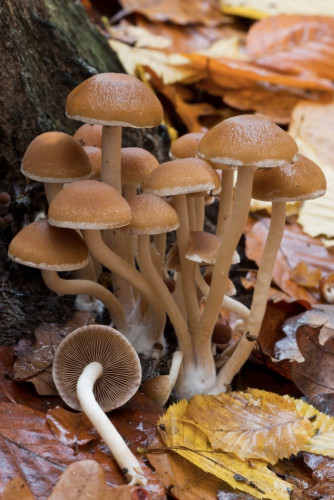 Coprinaceae_Psathyrella piluliformis 2c-2.jpg