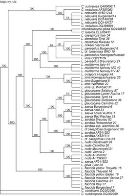 majority rule strict consensus tree Austrian Lepista