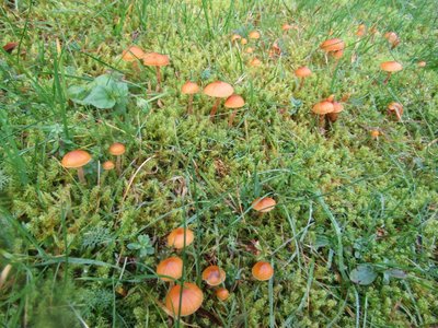 Galerina cf. pumila