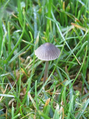 Mycena aetites